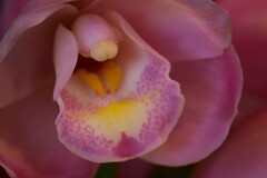 「らん・ラン・蘭 展 2026年」が開催中！