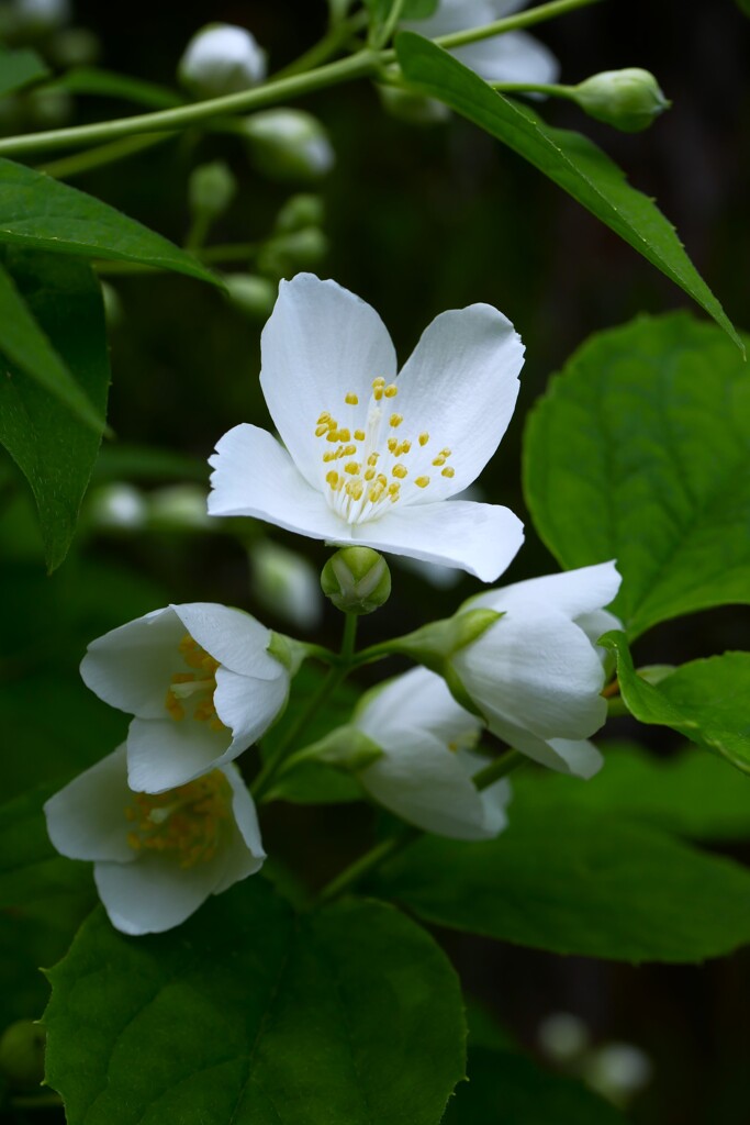 梅に似た白い花　バイカウツギ（梅花空木）です。