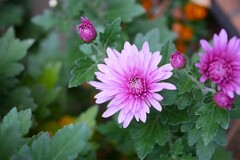 ① キクの花が・・・