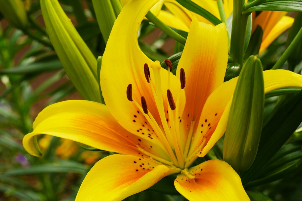 黄色いユリの花（1）