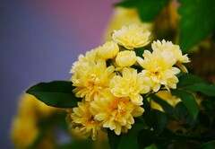 モッコウバラ / 木香薔薇