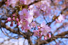 ① 近くの神社に春が来た！