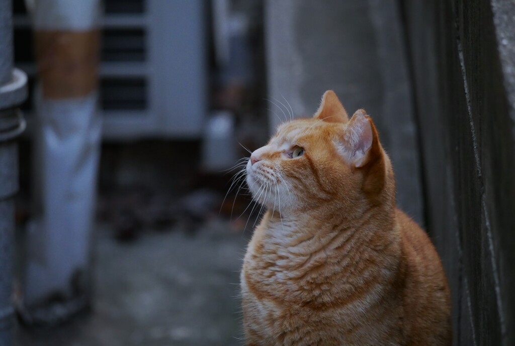 猫が好き（3）
