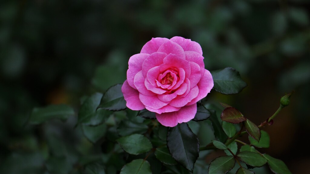 ピンク色の薔薇