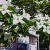 ② 散歩の途中で・・・