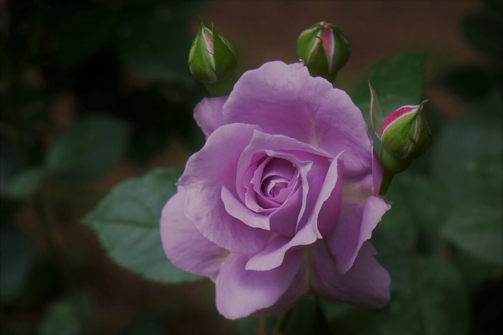 薔薇（6）