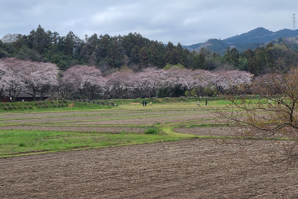 桜並木（3）