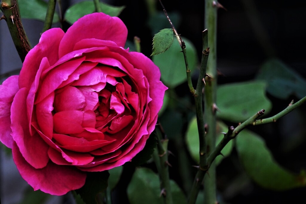 薔薇（8）