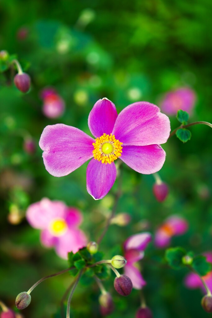 秋の花といえば・・・これですね。
