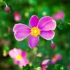 秋の花といえば・・・これですね。