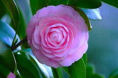 ④ 大好きな乙女椿が咲いてました。