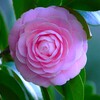 ④ 大好きな乙女椿が咲いてました。