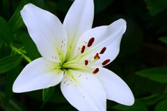 白い百合が開花！