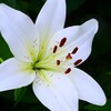 白い百合が開花！