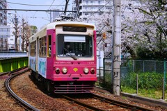 ① 桜と東京さくらトラム（都電荒川線）を撮る！