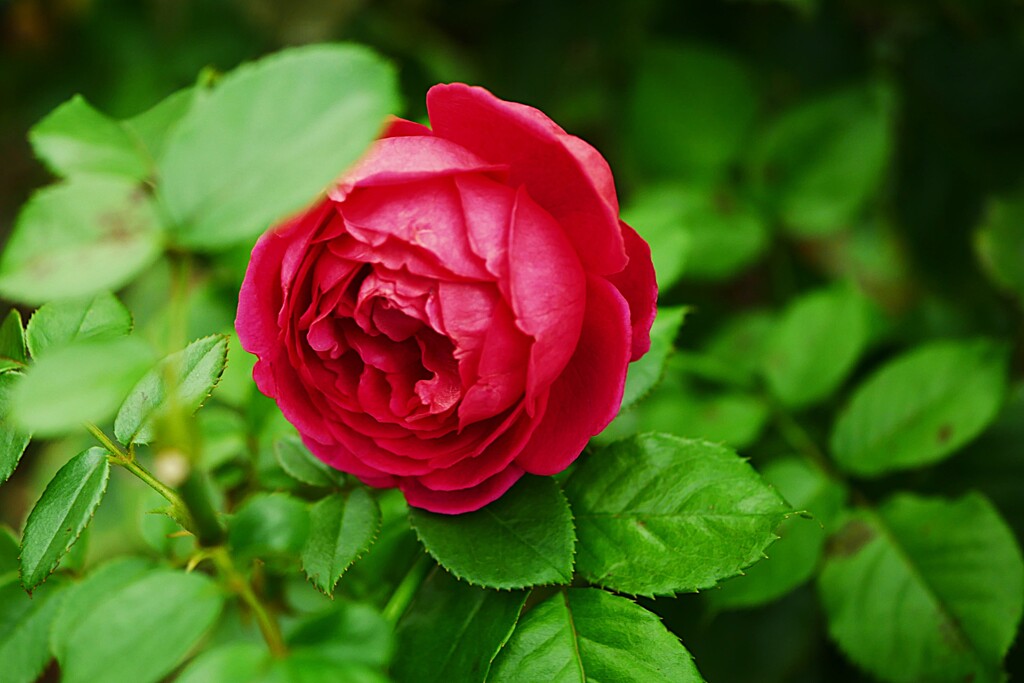 赤い薔薇
