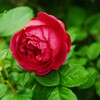 赤い薔薇