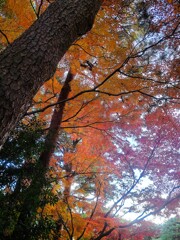 ⑦ 殿ヶ谷戸庭園の紅葉