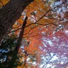 ⑦ 殿ヶ谷戸庭園の紅葉