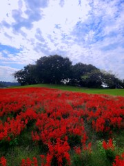 サルビアの花も・・・