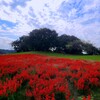 サルビアの花も・・・