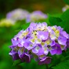④ 団地に咲くアジサイ