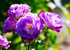 ② 春の薔薇