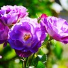 ② 春の薔薇