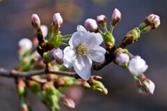 桜　咲く！