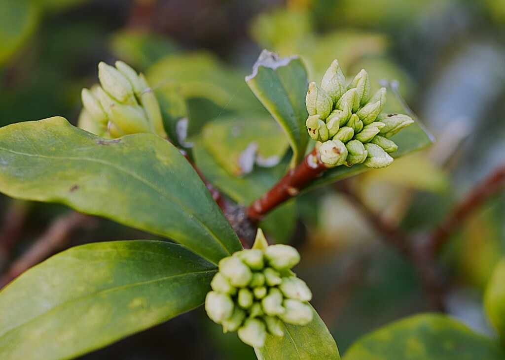 ジンチョウゲの蕾が・・・