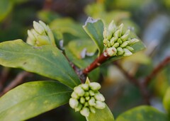ジンチョウゲの蕾が・・・