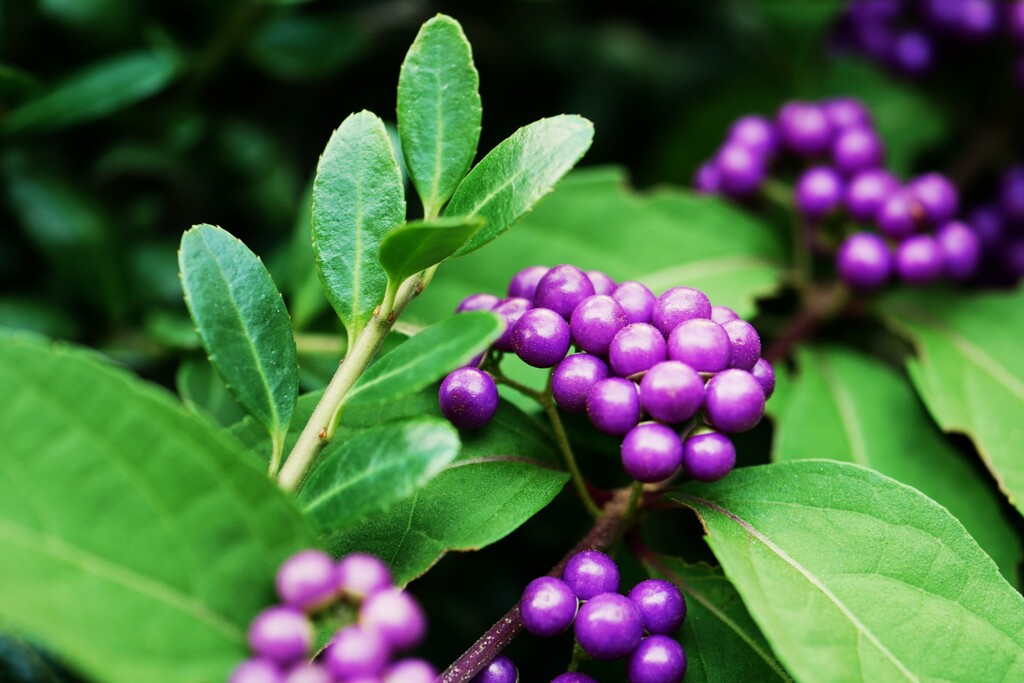 ムラサキシキブ