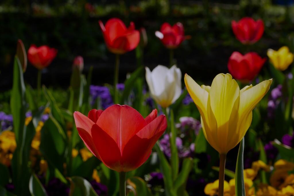 春の花といえば・・・（1）