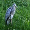 蓬莱島のアオサギ ③