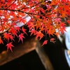 「泉岳寺」山門のイロハモミジが・・・