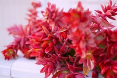 真っ赤に色づく多肉植物