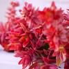 真っ赤に色づく多肉植物