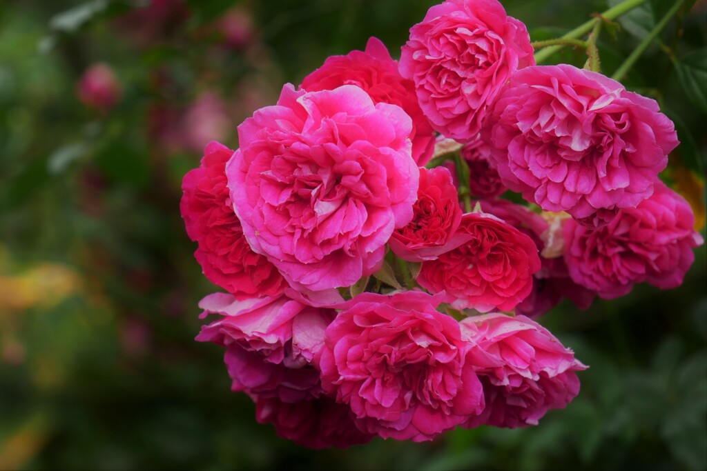 薔薇（3）