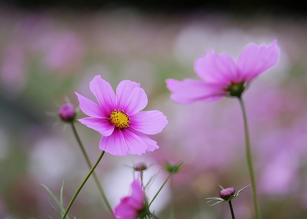⑧ 浜離宮恩賜庭園の秋桜