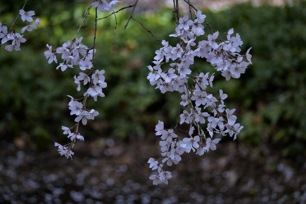 六義園の「枝垂れ桜」です。