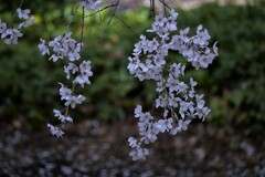 六義園の「枝垂れ桜」です。