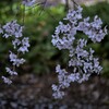 六義園の「枝垂れ桜」です。