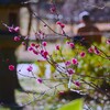 見頃は、もう少し先ですね。