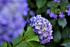 紫陽花（4）