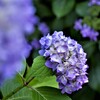紫陽花（4）
