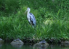 蓬莱島のアオサギ ②