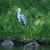 蓬莱島のアオサギ ②