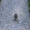 この辺では、あまり見たことのない蝉を発見！