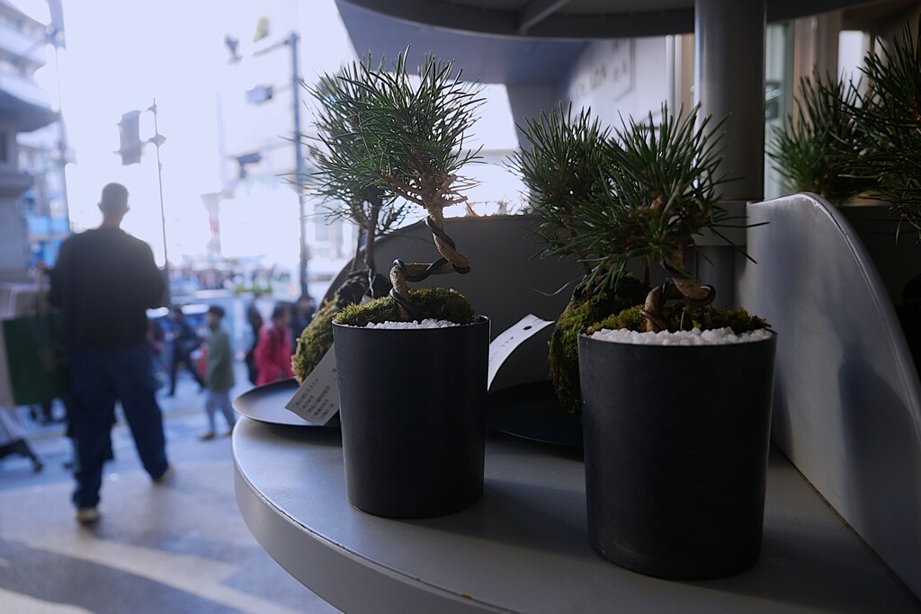 ミニ盆栽と表参道の喧騒が・・・