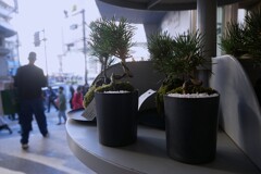 ミニ盆栽と表参道の喧騒が・・・